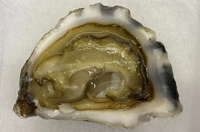 牡蛎，除了争议还有健康惊喜，牡蛎：美食争议下的健康宝藏