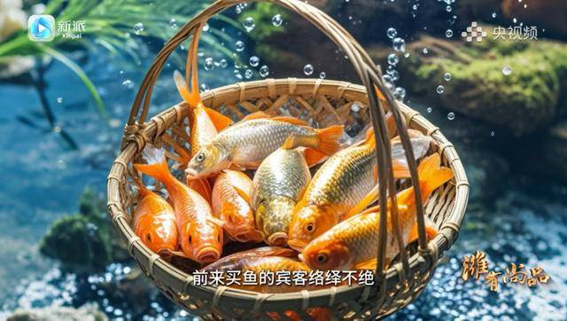 惊！央视频播出潍坊节目，“四孔鲤鱼”成主角，央视频平台聚焦潍坊“四孔鲤鱼”：融媒体节目播出
