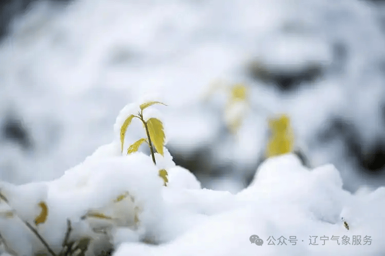 辽宁大雪：中东部暴雪，降温仍在继续