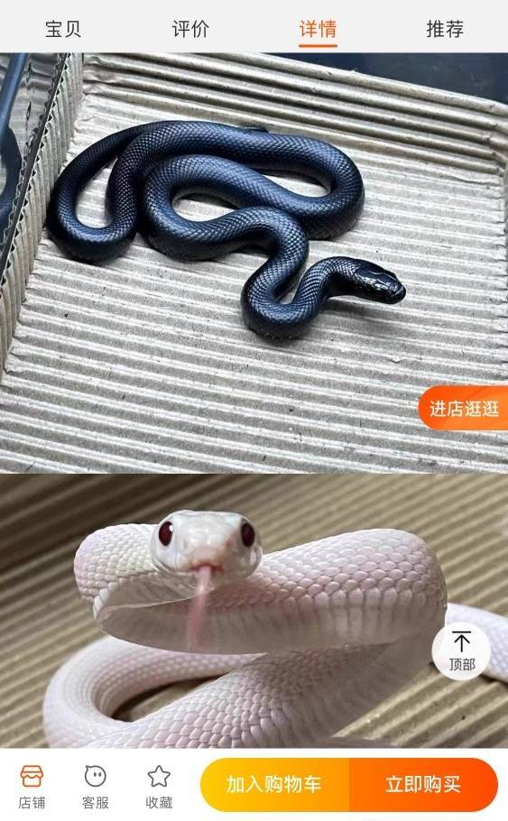 蛇年到，宠物蛇销量攀升，小朋友想买蛇遇难题，蛇年宠物蛇畅销，小学生的养蛇心愿与爸妈的分歧