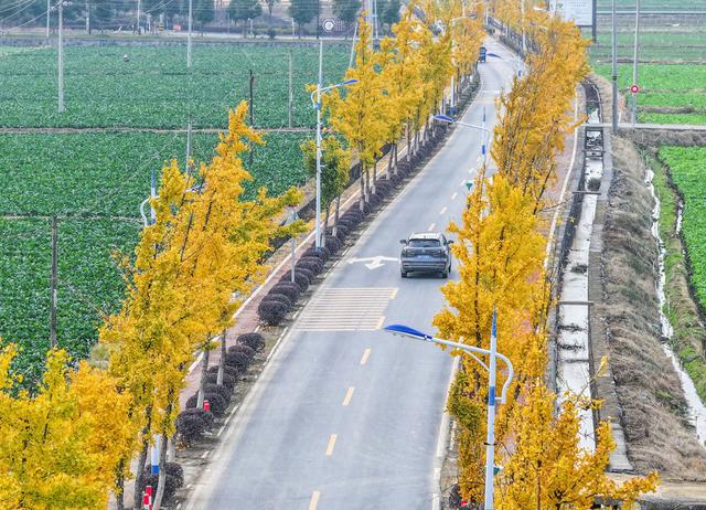 “四好农村路”：自驾返乡与乡村振兴的纽带，春节临近：八成自驾返乡背后的农村交通变革