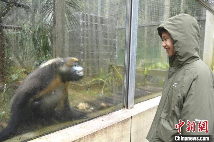 黔金丝猴邀您共度新春佳节，新春里的黔金丝猴：独特的“节日嘉宾”