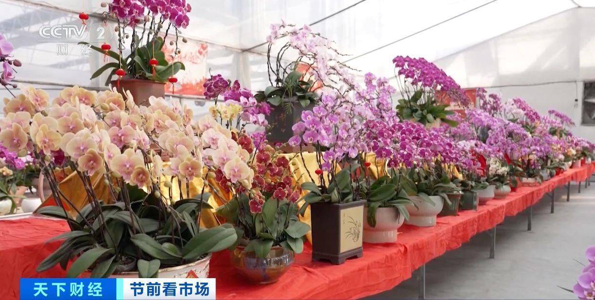 蝴蝶兰年宵花市场：销量价格双涨，新品受捧，蝴蝶兰发货旺季：销量、价格与新品情况