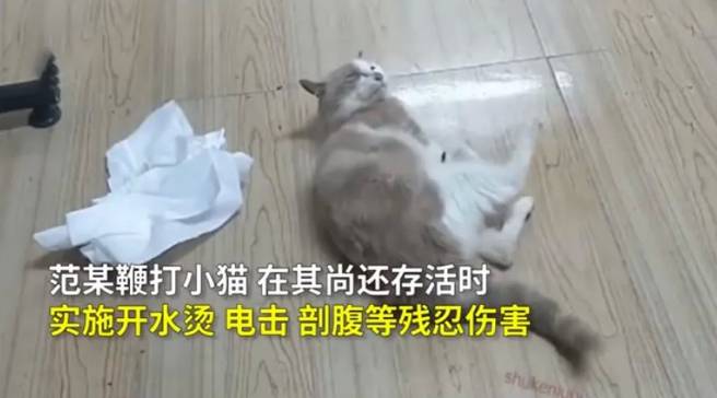 猫咪遭虐：男子的残忍与大众的善良