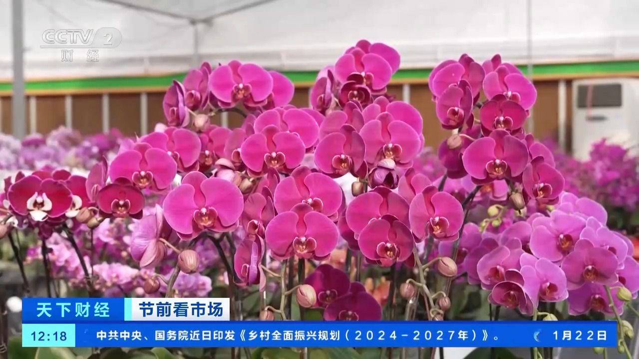 蝴蝶兰年宵花市场：销量价格双涨，新品受捧，蝴蝶兰发货旺季：销量、价格与新品情况