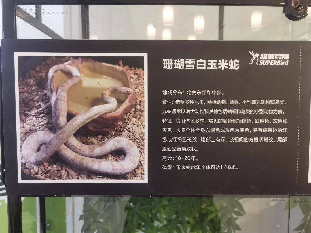 蛇年到，宠物蛇销量攀升，小朋友想买蛇遇难题，蛇年宠物蛇畅销，小学生的养蛇心愿与爸妈的分歧
