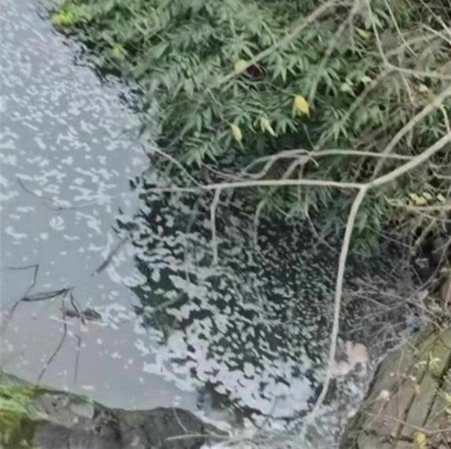重庆北碚：溪流泡沫致鱼死亡，污染与否待调查，北碚溪流泡沫之谜：鱼死，水样已采待查