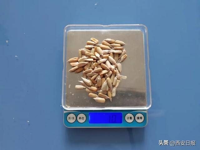 警惕！这些瓜子有毒致癌，春节嗑瓜子需谨慎，健康“嗑瓜子”：春节的正确打开方式
