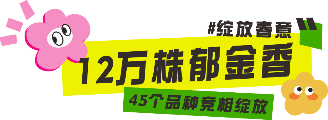 2025桂林訾洲公园郁金香花展：多彩花海与丰富活动，灵蛇送福新春至，桂林訾洲郁金香盛绽
