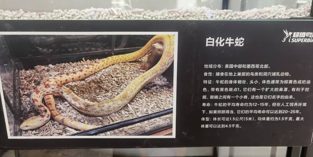 蛇年到，宠物蛇销量攀升，小朋友想买蛇遇难题，蛇年宠物蛇畅销，小学生的养蛇心愿与爸妈的分歧