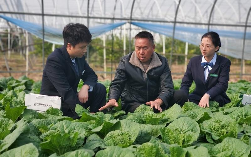 邮储嘉鱼支行：金融支持让“菜篮子”稳稳当当，邮储银行在嘉鱼：为“菜篮子”注入金融力量