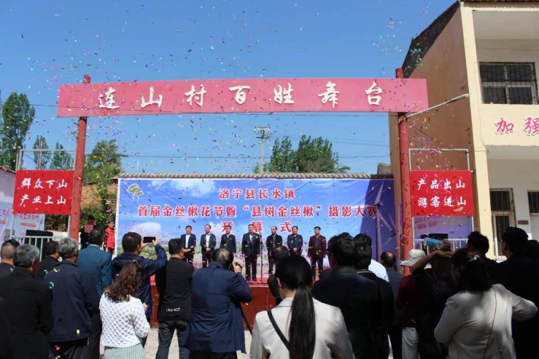 金丝楸花盛绽，洛宁长水镇热闹非凡 赏金丝楸花，游洛宁长水镇