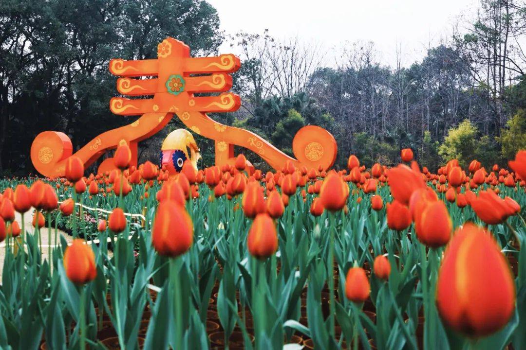 2025桂林訾洲公园郁金香花展：多彩花海与丰富活动，灵蛇送福新春至，桂林訾洲郁金香盛绽