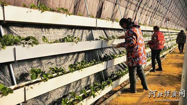 探秘衡水冀州区的蓝莓草莓混搭种植园 冀州新发地种植园：混合种植的成功范例