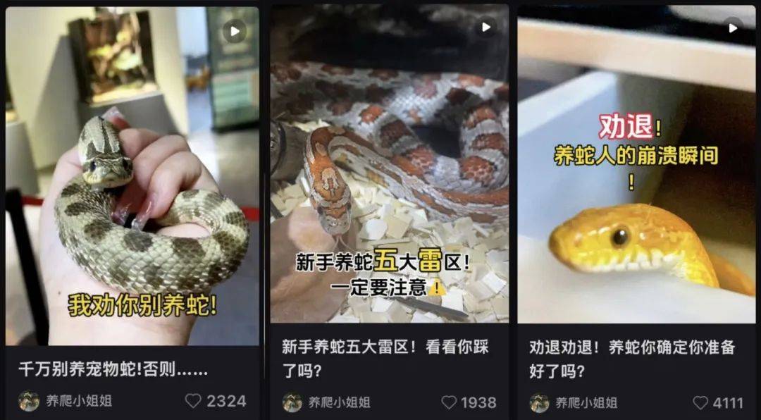 蛇年到，宠物蛇销量猛增，孩子想养蛇怎么办？
