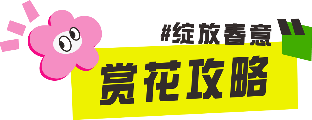 2025桂林訾洲公园郁金香花展：多彩花海与丰富活动，灵蛇送福新春至，桂林訾洲郁金香盛绽