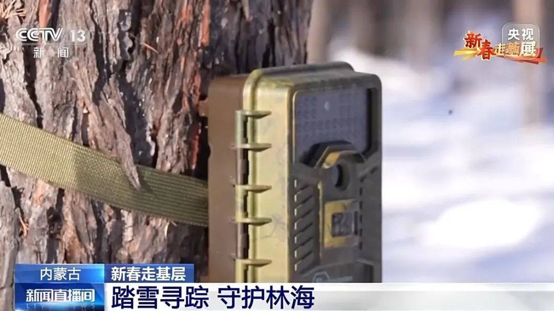 零下20℃的坚守：汗马保护区科研人员的使命之旅 探秘内蒙古汗马保护区：科研人员的寒地科研之行