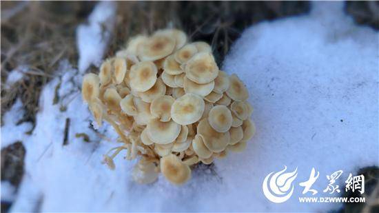 新春走基层：淄博博山鲁山雪菇成热门年货 鲁山雪菇：淄博的特色年货，菌中虫草