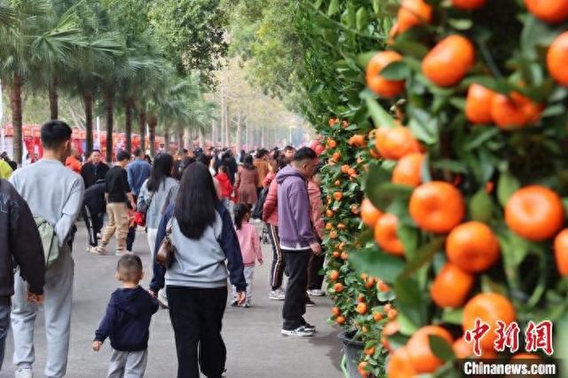 从化花市：2025年的新春盛景，走进广州从化花市，感受浓郁年味