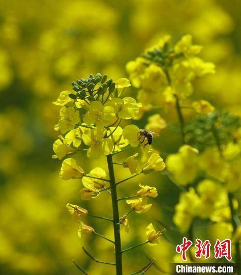 云南腾冲界头镇油菜花盛景吸引游客，油菜花盛绽，云南腾冲界头镇成观光佳地