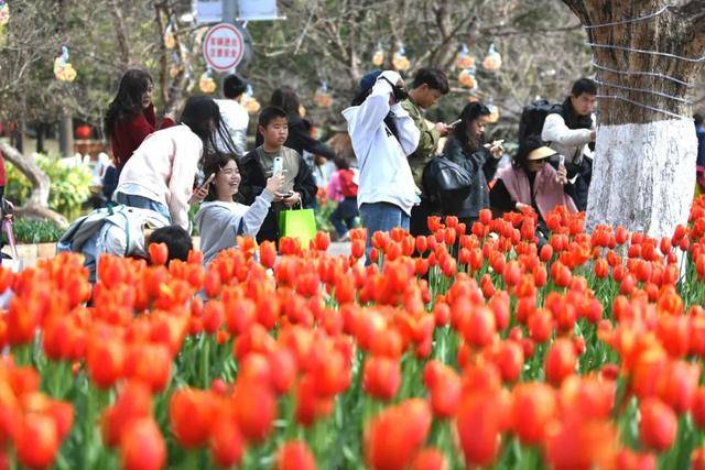 翠湖公园郁金香：盛花之际的多彩画卷，赏翠湖郁金香盛景，感春城独特魅力