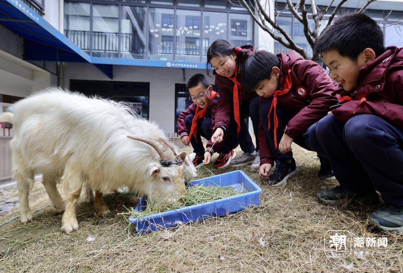观成武林小学课间15分钟：运动、养动物，乐趣多多