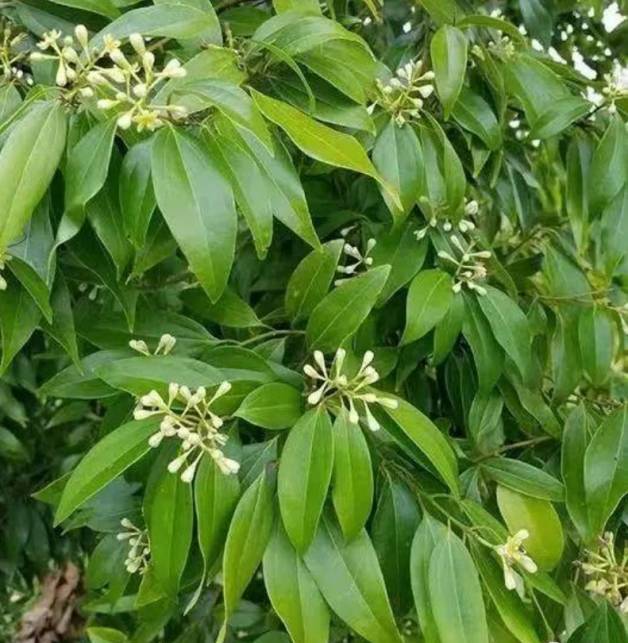 桂枝国际标准出台：推动中医药产业发展，桂枝有了国际标准：上海中医药大学研究团队主导