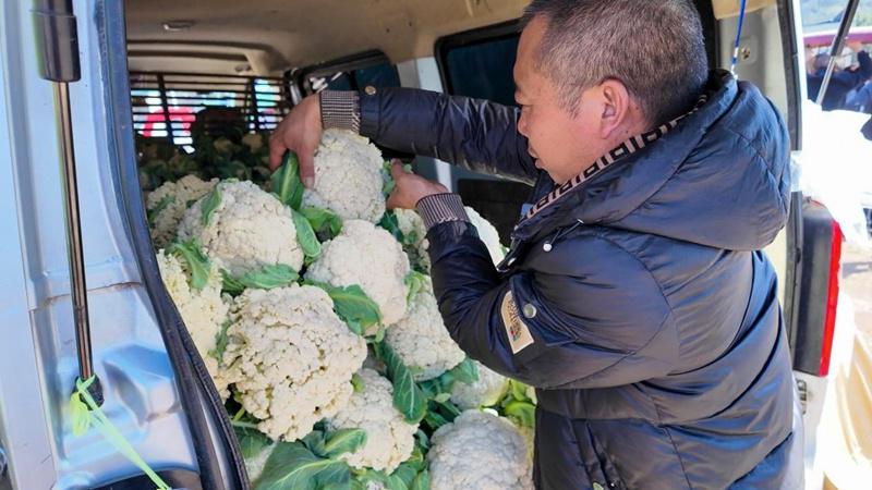 王久付：从烤烟到花菜，土地上的收获之旅，烟农王久付的多元种植致富路