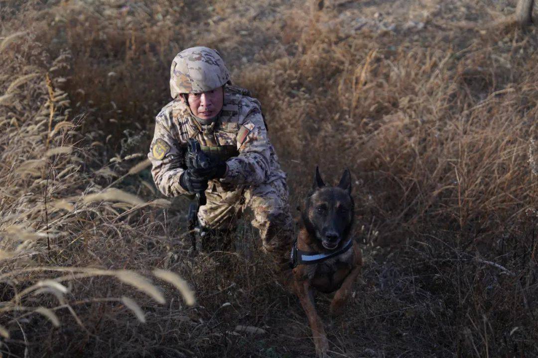 二十余载军犬训导路：孙文磊的精武之旅 “兵王”孙文磊：军犬训导的创新者