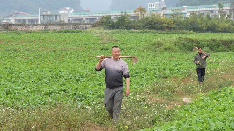 王久付：从烤烟到花菜，土地上的收获之旅，烟农王久付的多元种植致富路