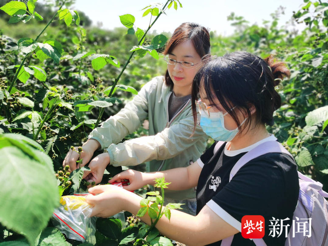 “水果黑钻石”黑莓：新书解读其功能因子与价值，黑莓的价值：养生、美食与产业的多面探索