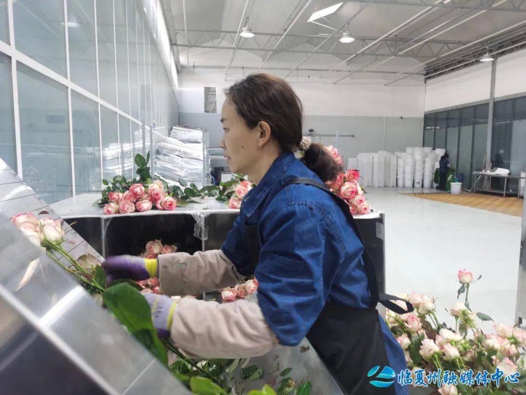 临夏县：玫瑰热销背后的“鲜花经济”画卷