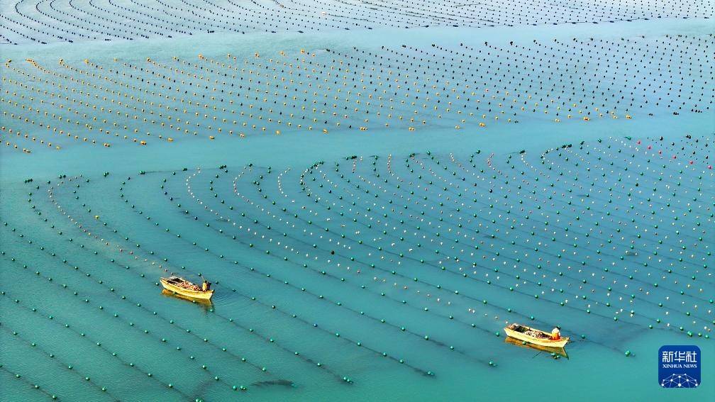 荣成海带养殖：规模庞大的海洋产业 荣成：海带养殖的繁盛之地