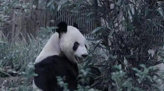 沉痛悼念：大熊猫“永明”于2025年1月25日永远离去
