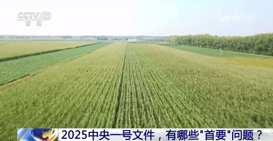 中央一号文件聚焦“三农”：重要部署全解析，中央一号文件：确保粮食安全与防返贫的举措