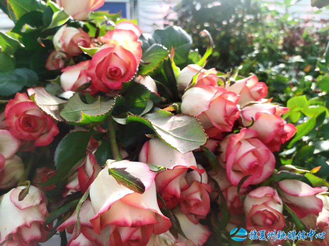 临夏县：玫瑰热销背后的“鲜花经济”画卷