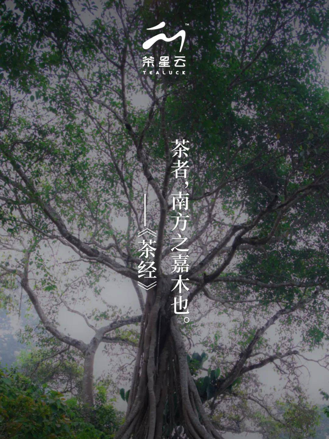 茶星云：精挑细选，六款好茶的盛宴，茶星云：探索中国好茶，满足年轻味蕾