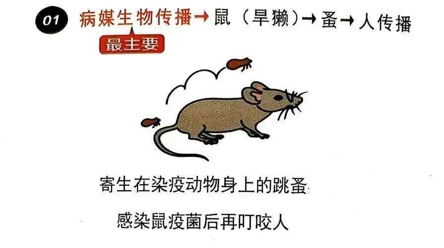 鼠疫与土拨鼠有关，这些预防知识你得懂