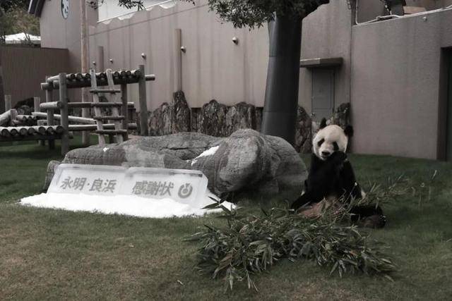 沉痛悼念：大熊猫“永明”于2025年1月25日永远离去