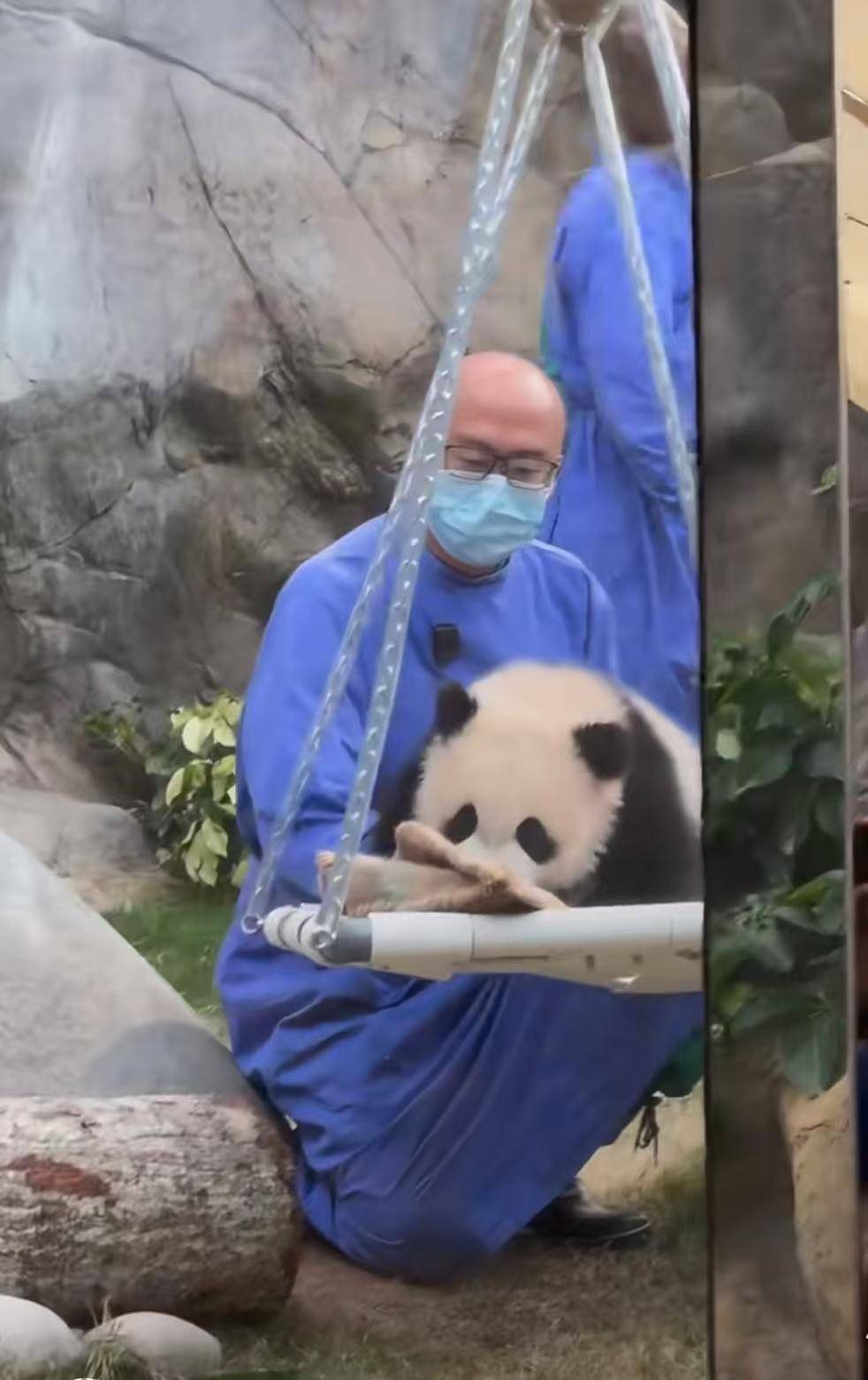 首对香港出生大熊猫龙凤胎露面，游客直呼可爱