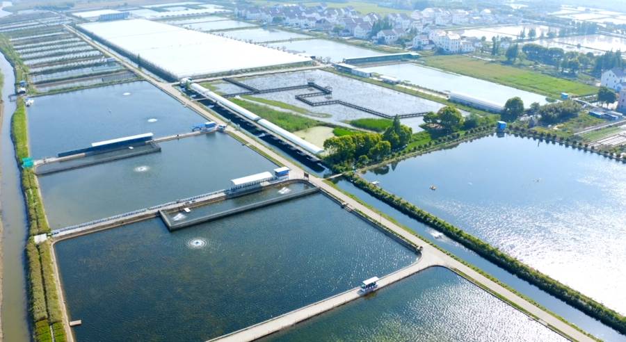 枫泾镇：现代产业体系构建与企业蓬勃发展 枫泾镇：产业升级与营商环境优化的新征程