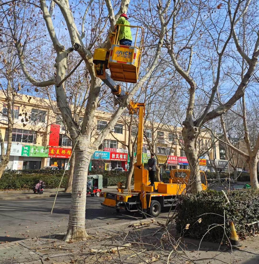 泰安市绿化三所修剪行道树，提升城市绿化风貌