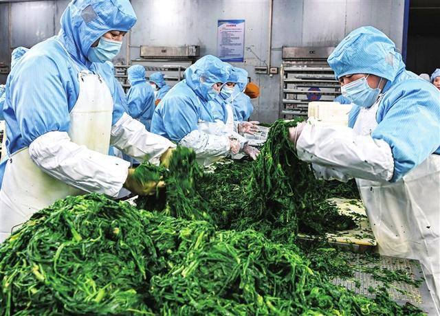 南阳企业：产业链中的创新与担当，南阳企业：从田间到餐桌的品质坚守