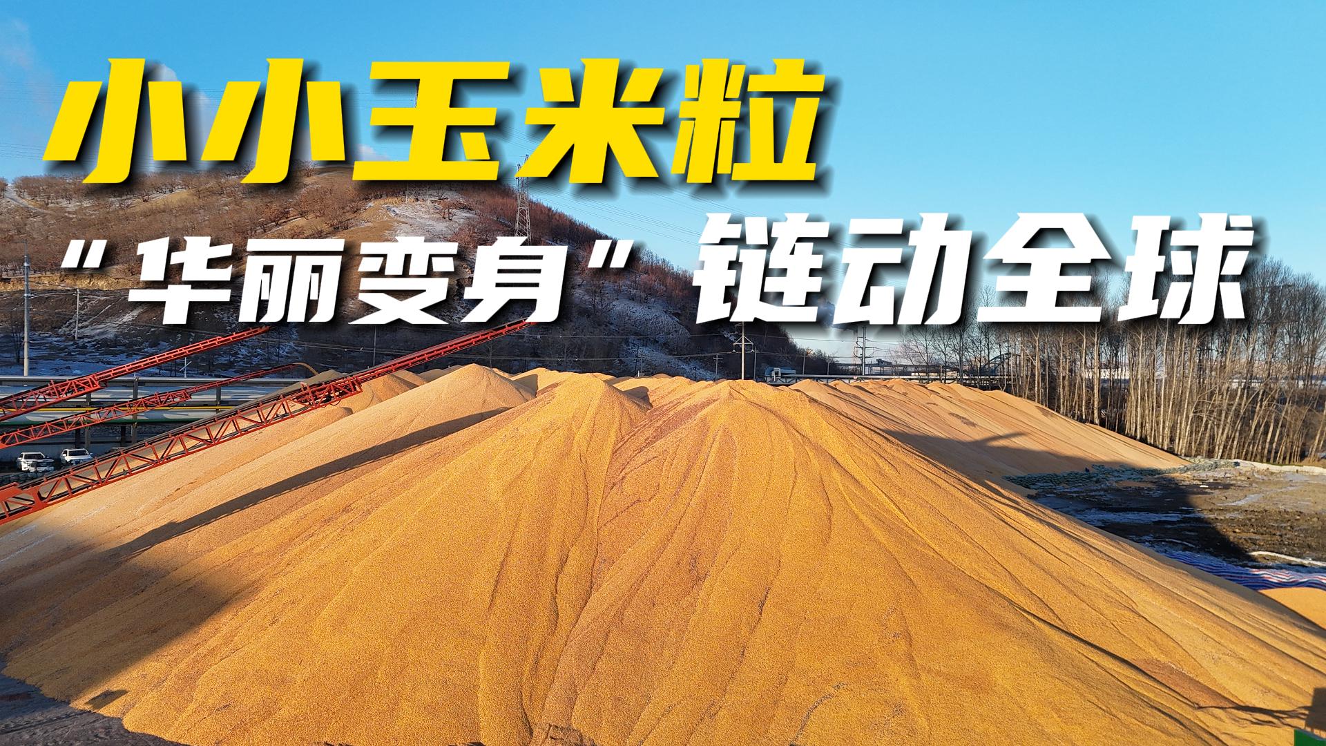 看内蒙古扎兰屯如何让玉米“身价倍增”，内蒙古扎兰屯：玉米产业链延伸，农业效益大提升