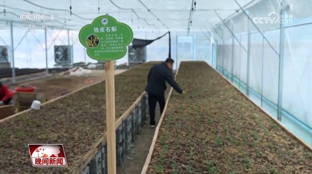 新春各地重点项目推进：上海浦东民生改善与湖北襄阳物种保护，新春各地重点项目进展：浦东民生工程，襄阳珍稀植物培育