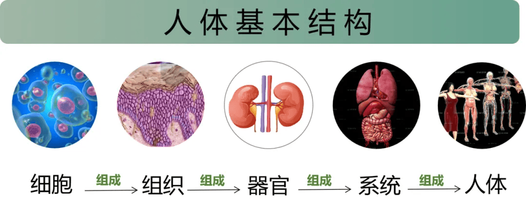 细胞健康：从源头预防疾病的关键 告别亡羊补牢式健康管理：关注细胞健康