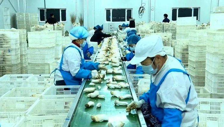 安图经济开发区医药食品产业园：节后复工忙，冲刺开门红，节后安图医药食品产业园：企业生产忙，顺源农业带动农户致富