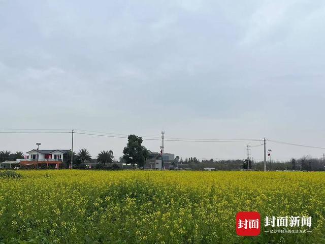 崇州五星村油菜早开，你知道原因吗？，成都崇州油菜早开花现象全解析