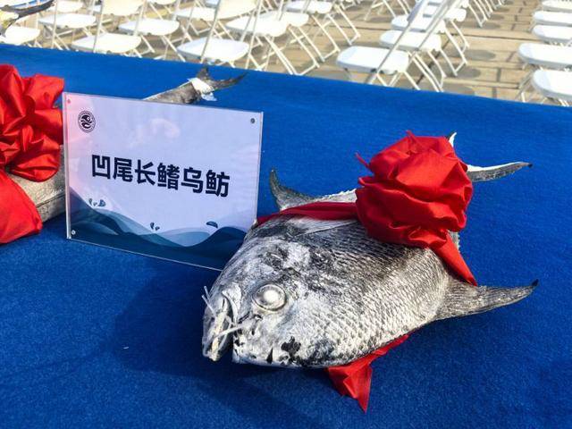 “蓝海101”号调查船航次结束：揭开中西印度洋渔业神秘面纱