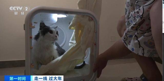 宠物托管师：新兴职业的崛起与发展，宠托师：忙碌背后的信任与责任